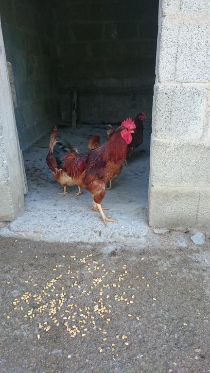 فيلا Borgo Buciardella Baschi المظهر الخارجي الصورة