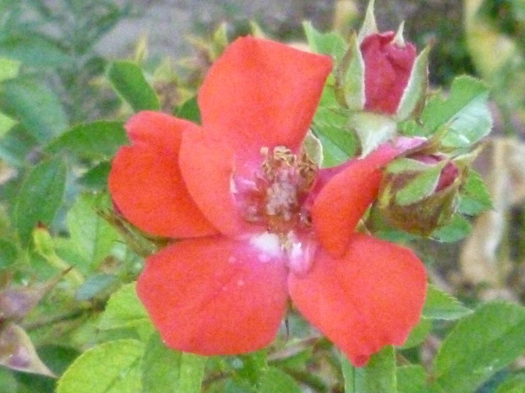 فيلا Borgo Buciardella Baschi المظهر الخارجي الصورة