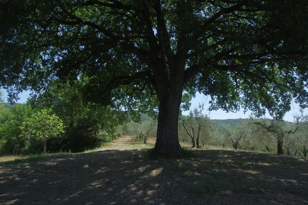 فيلا Borgo Buciardella Baschi المظهر الخارجي الصورة